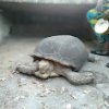 tortoise