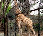 Zoological Musuem, University of Ibadan
